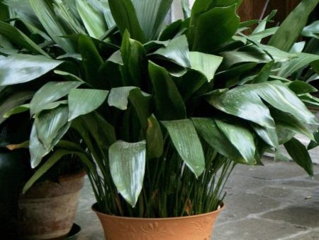 Aspidistra Cast Iron Plant For Sale