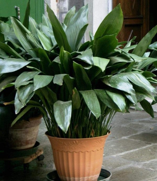 Aspidistra Cast Iron Plant For Sale