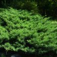 Sea Green Juniper For Discount