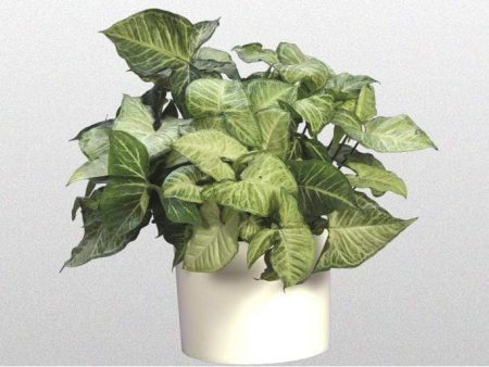 White Butterfly Arrowhead Plants Online Hot Sale