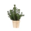 Italian Stone Pine Tree in Decorative Pot For Sale