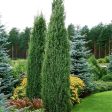 Blue Point Juniper Trees Cheap