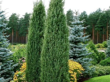 Blue Point Juniper Trees Cheap