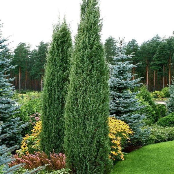 Blue Point Juniper Trees Cheap