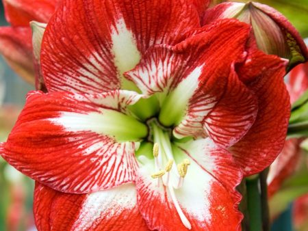 Amaryllis Minerva Gift Box Online Hot Sale