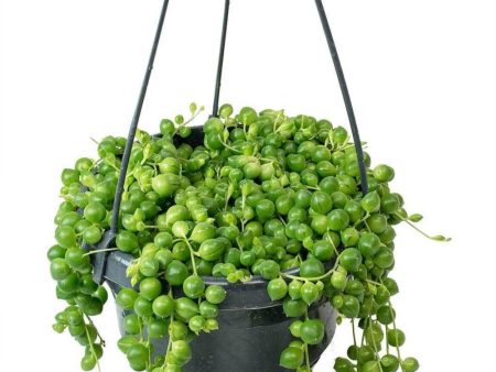 String of Pearls Plant on Sale