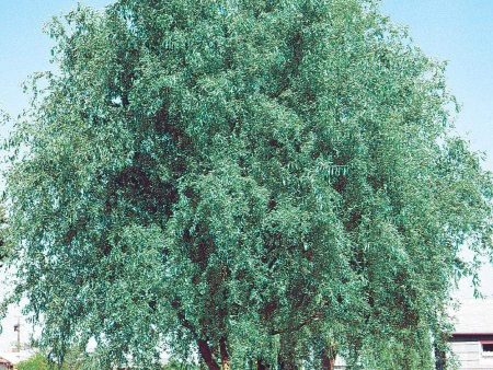 Corkscrew Willow Trees For Cheap