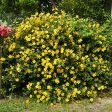 St John s Wort Plant Online now