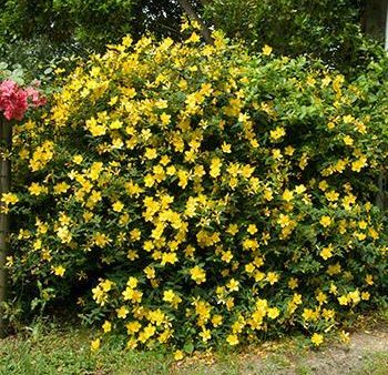 St John s Wort Plant Online now