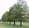 Bald Cypress Trees For Cheap