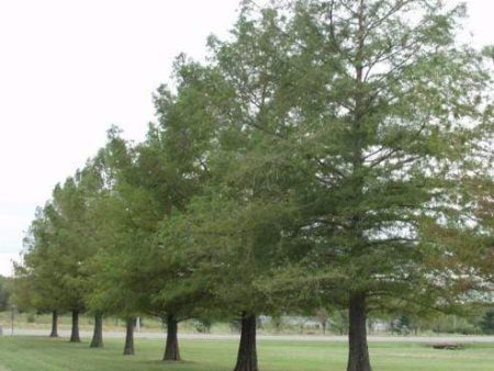 Bald Cypress Trees For Cheap