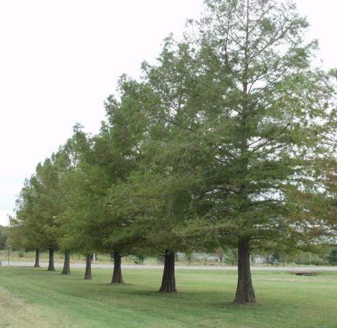 Bald Cypress Trees For Cheap