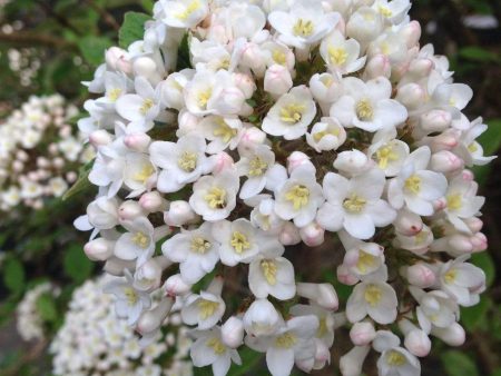 Koreanspice Viburnum Shrubs For Discount