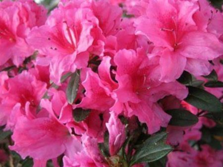 Azalea Floramore Pink Shrubs on Sale