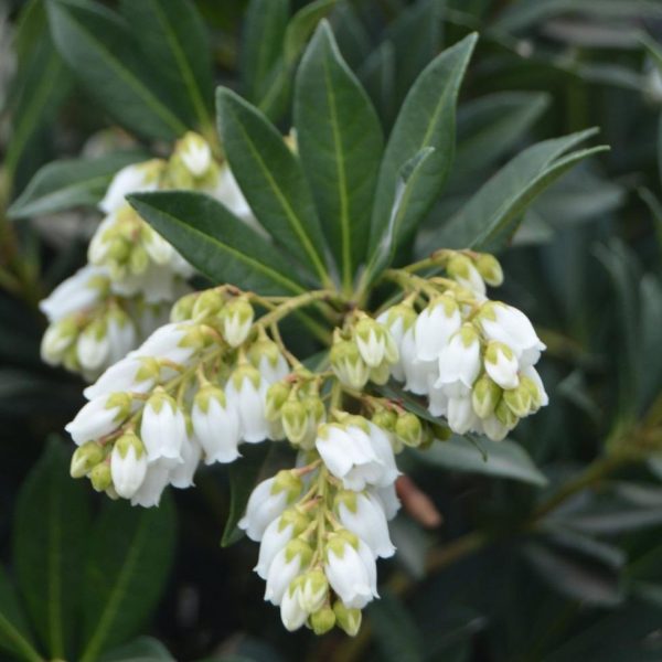 Southern Lady Pieris Shrubs Sale