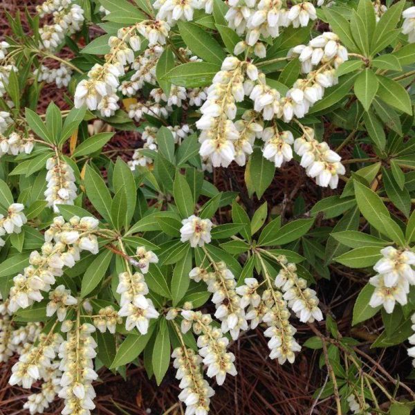 Southern Lady Pieris Shrubs Sale