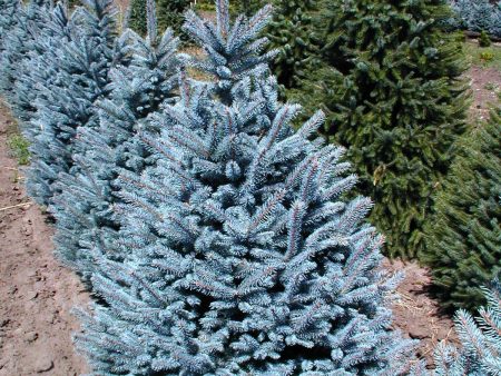 Fat Albert Colorado Blue Spruce Trees Online now