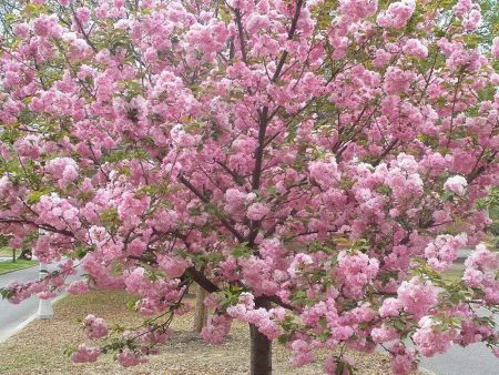 Kwanzan Cherry Trees Online now