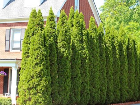 American Arborvitae For Cheap