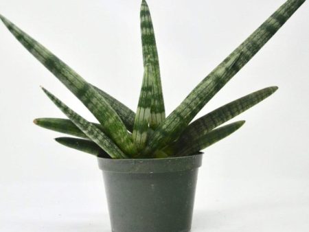 Starfish Snake Plants Supply