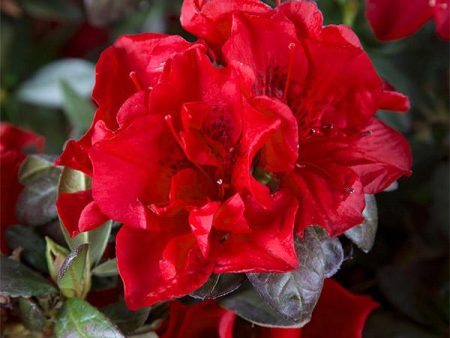 Autumn Fire™ Encore® Azalea Shrub For Sale