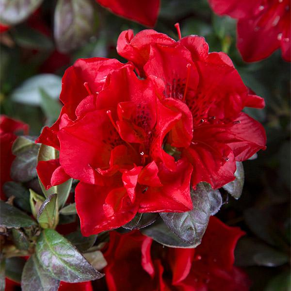 Autumn Fire™ Encore® Azalea Shrub For Sale