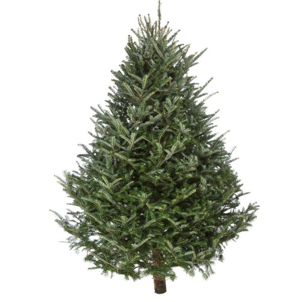 Fresh Cut Christmas Tree - N.C. Fraser Fir Fashion