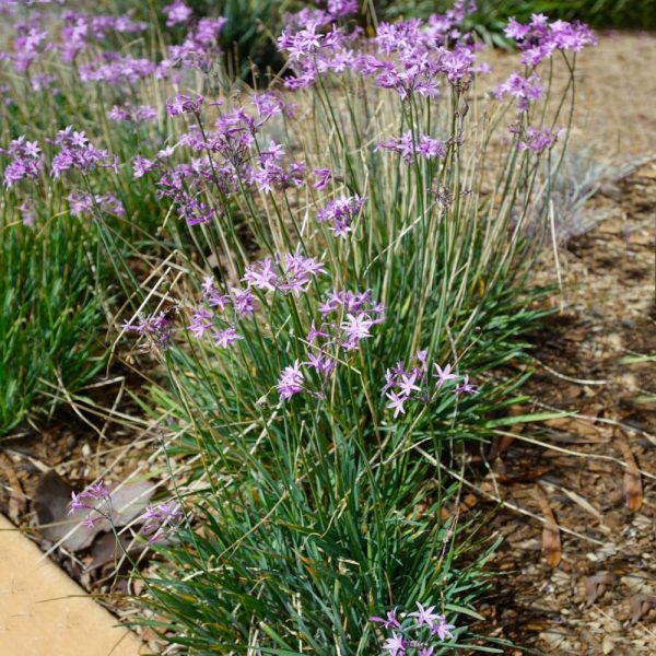 Society Garlic Plant Sale