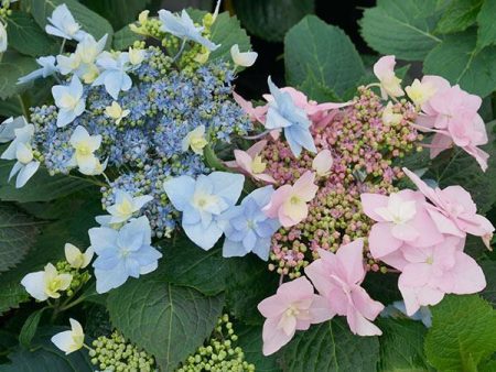 Tuff Stuff Ah-Ha® Hydrangea Shrub Discount