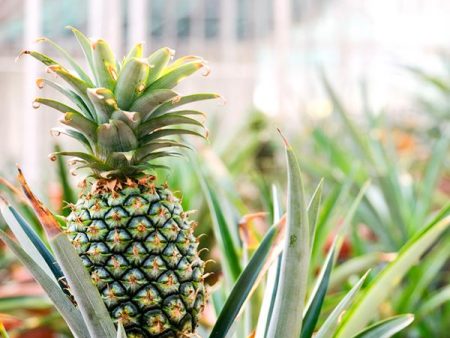 Sugarloaf Pineapple Plant For Cheap