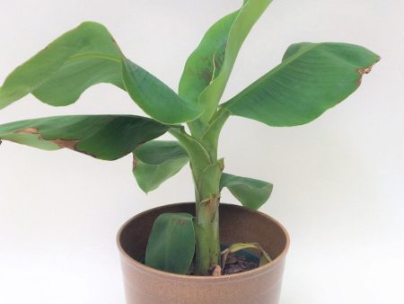 Super Dwarf Banana Plant Online Sale