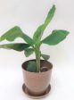 Super Dwarf Banana Plant Online Sale