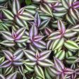 Wandering Jew Plants Online now