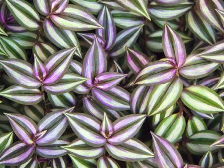 Wandering Jew Plants Online now