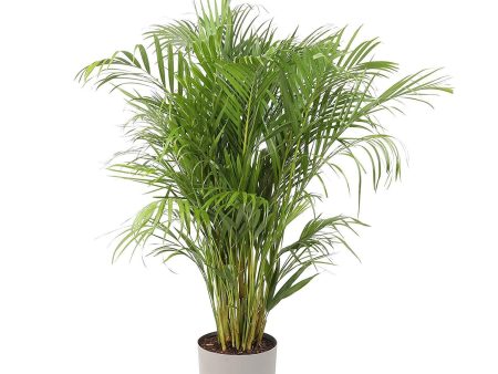 Areca Palm Plants on Sale