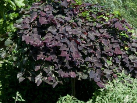 Ruby Falls Redbud Tree Online