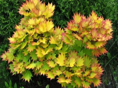 Autumn Moon Japanese Maple Trees Cheap