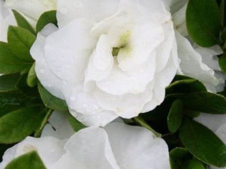 Azalea Hardy Gardenia Shrubs Cheap