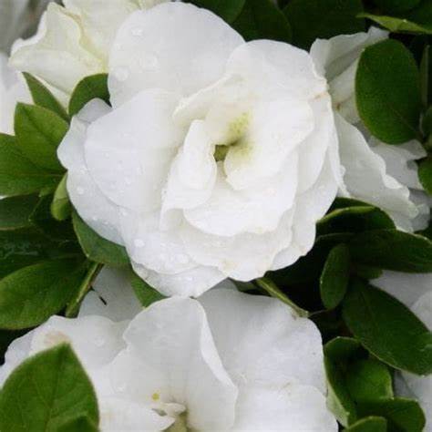 Azalea Hardy Gardenia Shrubs Cheap