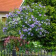 Azurri Blue Satin® Rose of Sharon Althea Tree Online