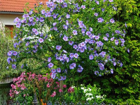 Azurri Blue Satin® Rose of Sharon Althea Tree Online