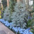 Blue Ice Cypress Discount