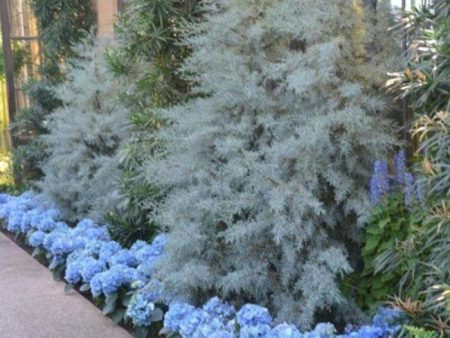 Blue Ice Cypress Discount