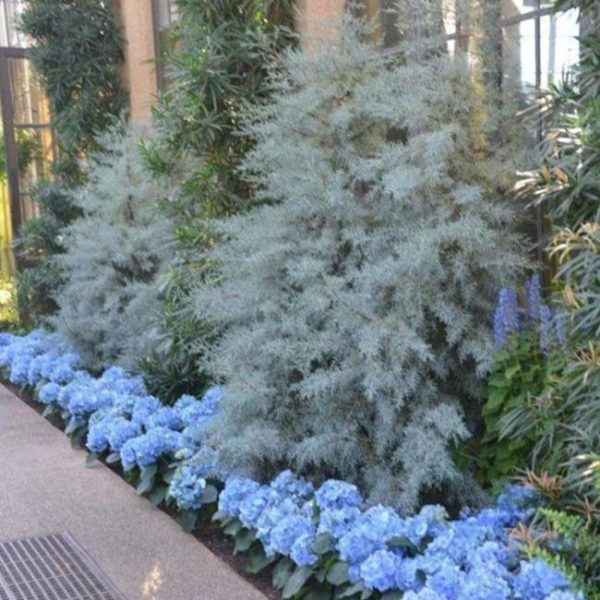 Blue Ice Cypress Discount