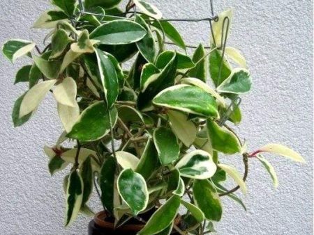 Variegated Hoya Carnosa Plants Hot on Sale