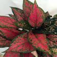 Aglaonema Red Valentine Online now