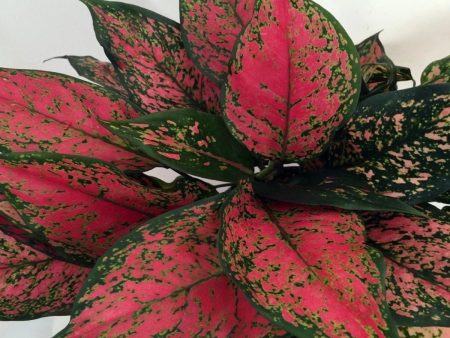 Aglaonema Red Valentine Online now