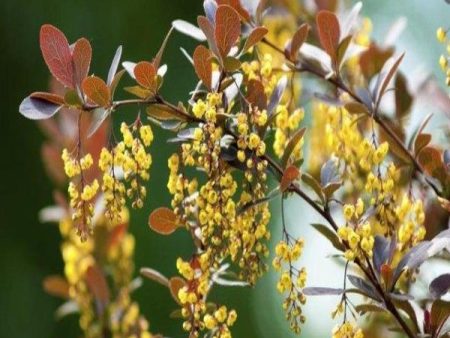 William Penn Barberry Shrubs Online now