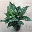 Aglaonema Tigress Plants Online Hot Sale