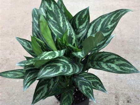 Aglaonema Tigress Plants Online Hot Sale